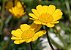 Margaridinha Amarela: 20 Sementes - Imagem 6