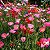 Papoula Singela Sortida - Papaver rhoeas - 20 Sementes - Imagem 2