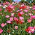 Papoula Singela Sortida - Papaver rhoeas - 20 Sementes - Imagem 2