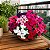 Petúnia Híbrida Sortida - Petunia hybrida multiflora - 50 Sementes - Imagem 1