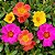 Portulaca Singela Sortida: 100 Sementes - Imagem 2