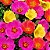 Portulaca Singela Sortida: 100 Sementes - Imagem 1