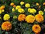 Tagete Alta Sortida - Tagetes erecta L. - 20 Sementes - Imagem 7