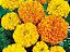 Tagete Alta Sortida - Tagetes erecta L. - 20 Sementes - Imagem 5