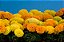 Tagete Alta Sortida - Tagetes erecta L. - 20 Sementes - Imagem 10