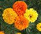 Tagete Alta Sortida - Tagetes erecta L. - 20 Sementes - Imagem 9