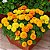 Tagete Alta Sortida - Tagetes erecta L. - 20 Sementes - Imagem 1