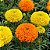 Tagete Alta Sortida - Tagetes erecta L. - 20 Sementes - Imagem 2