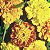 Tagete Anã Sortida (Cravo da Índia) - Tagetes patula L. - 20 Sementes - Imagem 7