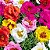 Portulaca Dobrada Sortida - Portulaca grandiflora - 100 Sementes - Imagem 2