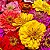 Zinnia Sortida Gigante da Califórnia: 15 Sementes (Zinia) - Imagem 2