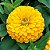 Zinnia Amarela Gigante da Califórnia: 15 Sementes (Zinia) - Imagem 1