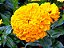 Zinnia Amarela Gigante da Califórnia: 15 Sementes - Imagem 4