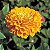 Zinnia Amarela Gigante da Califórnia: 15 Sementes - Imagem 5