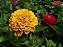 Zinnia Amarela Gigante da Califórnia: 15 Sementes - Imagem 8