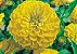 Zinnia Amarela Gigante da Califórnia: 15 Sementes - Imagem 6