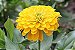 Zinnia Amarela Gigante da Califórnia: 15 Sementes - Imagem 3