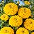 Zinnia Amarela Gigante da Califórnia: 15 Sementes (Zinia) - Imagem 2