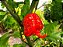 Carolina Reaper: 5 Sementes (Pimenta Mais Forte do Mundo) - Imagem 2