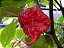 Carolina Reaper: 5 Sementes (Pimenta Mais Forte do Mundo) - Imagem 9