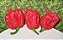 Carolina Reaper: 5 Sementes (Pimenta Mais Forte do Mundo) - Imagem 5