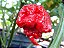 Carolina Reaper: 5 Sementes (Pimenta Mais Forte do Mundo) - Imagem 1