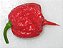 Carolina Reaper: 5 Sementes (Pimenta Mais Forte do Mundo) - Imagem 8