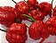 Carolina Reaper: 5 Sementes (Pimenta Mais Forte do Mundo) - Imagem 3