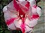 Rosa do Deserto (Adenium): 50 Sementes - Imagem 8