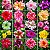 Rosa do Deserto (Adenium): 50 Sementes - Imagem 1