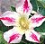 Rosa do Deserto (Adenium): 50 Sementes - Imagem 9