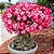 Rosa do Deserto (Adenium): 50 Sementes - Imagem 2