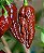 Bhut Jolokia Chocolate: 10 Sementes (Pimenta Nuclear) - Imagem 4