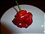 Pimenta Jamaican Red: 20 Sementes - Imagem 8