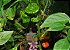 Pimenta Jamaican Red: 20 Sementes - Imagem 7