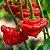 Pimenta Jamaican Red: 20 Sementes - Imagem 1