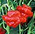 Pimenta Jamaican Red: 20 Sementes - Imagem 2