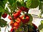 Pimenta Jamaican Red: 20 Sementes - Imagem 9