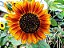 Girassol Sol Noturno - Helianthus annuus - 10 Sementes - Imagem 9