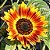 Girassol Sol Noturno - 10 Sementes - Imagem 2