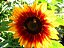 Girassol Sol Noturno - Helianthus annuus - 10 Sementes - Imagem 10