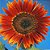Girassol Sol Noturno - Helianthus annuus - 10 Sementes - Imagem 3