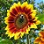 Girassol Sol Noturno - 10 Sementes - Imagem 1