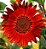 Girassol Sol Vermelho - Helianthus annuus - 10 Sementes - Imagem 5