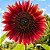 Girassol Sol Vermelho - 10 Sementes - Imagem 2
