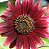 Girassol Sol Vermelho - Helianthus annuus - 10 Sementes - Imagem 1