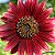Girassol Sol Vermelho - 10 Sementes - Imagem 1