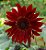 Girassol Sol Vermelho - Helianthus annuus - 10 Sementes - Imagem 10