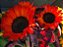 Girassol Sol Vermelho - Helianthus annuus - 10 Sementes - Imagem 6
