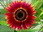 Girassol Sol Vermelho - Helianthus annuus - 10 Sementes - Imagem 9
